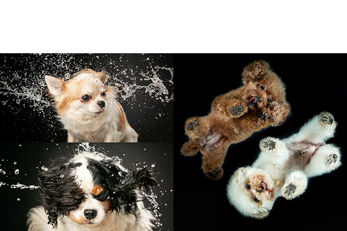 除了寵物私獨照寫真外，SENS Pet Studio亦著重寵物與主人之間的溫馨互動，以影像紀錄你與毛孩之間獨有而深厚的感情，拍攝一輯專屬的「親子時候」。